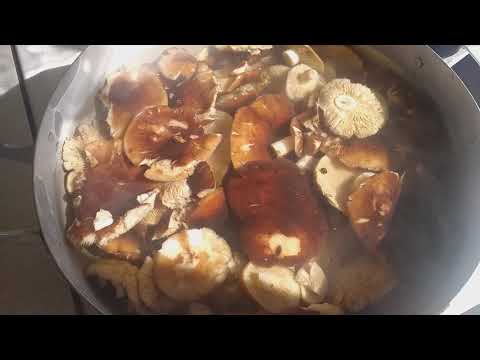 Видео: Соленые подтопольники.Невероятно вкусные недооцененные грибы!!!
