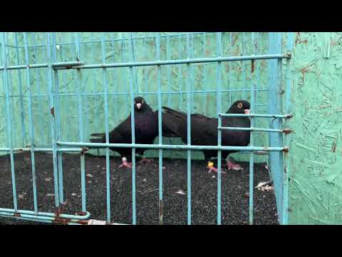 Видео: 2 ноября 2025 г.