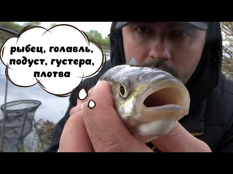 Видео: День красных плавников! Замечательное открытие фидерного сезона 2024!