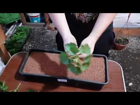 Видео: Укоренения пеларгонии