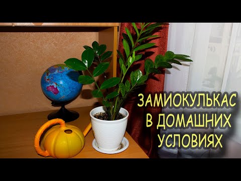Видео: Замиокулькас в домашних условиях. [Надежда и мир]