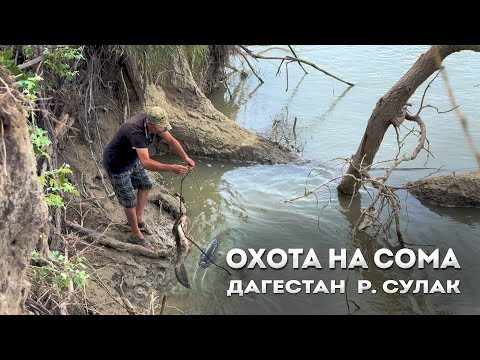 Видео: Сулак. Охота на сома