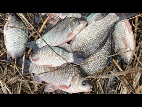 Видео: Зимний фидер. Карась на фидер в феврале