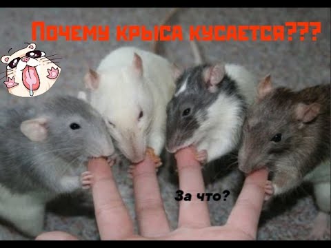 Видео: ПОЧЕМУ КРЫСА КУСАЕТСЯ? КАК РАСПОЗНАТЬ АГРЕССИЮ? ОТУЧАЕМ КРЫСУ\\