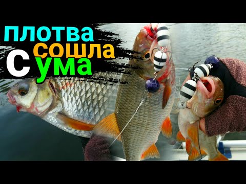 Видео: ЭТО НУЖНО УВИДЕТЬ / Такой рыбалки я еще не видел / Рыбалка 2020