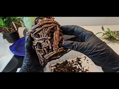 Видео: Orchideen Umtopfen- Vanda , Rossioglossum, Cattleya. Пересадка Орхидей