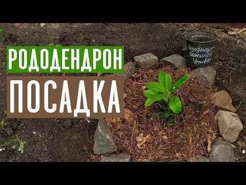 Видео: РОДОДЕНДРОН ❀ Как посадить чтобы не погиб? / Садовый гид