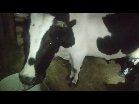 Видео: #Первое доение доильным аппаратом Melasty#