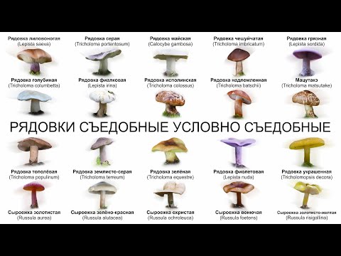 Видео: РЯДОВКИ СЪЕДОБНЫЕ УСЛОВНО СЪЕДОБНЫЕ