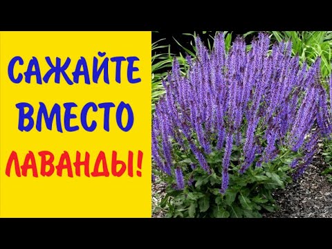 Видео: ПОСАДИТЕ вместо ЛАВАНДЫ эти ЦВЕТЫ! Они неприхотливы и очень похожи на лаванду.