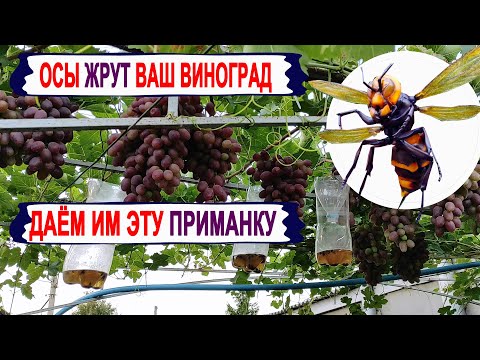 Видео: 🍇 Как бороться с осами и шершнями на винограде. Эта ПРИМАНКА привлекает ос лучше, чем сам виноград.