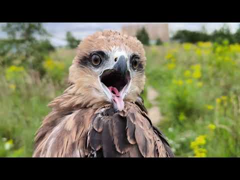 Видео: Внезапно изгнанные коршуны