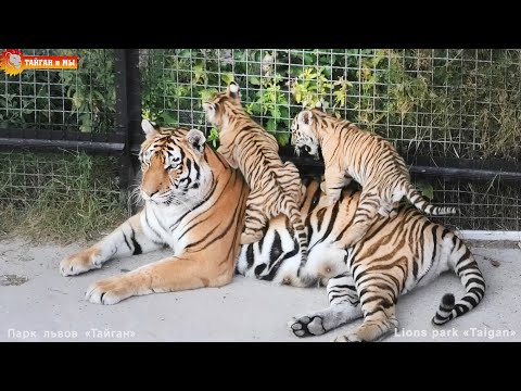 Видео: Как тигрица Скарлетт детям мясо на ужин принесла. Тайган. Tigers life in Taigan.