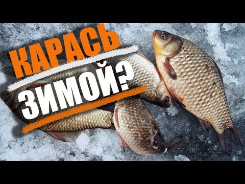Видео: Секреты ловли КАРАСЯ в ЗИМНИЙ период... Где ЗИМОЙ прячется КАРАСЬ, и как его ЛОВИТЬ #рыбалка #карась