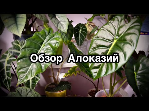 Видео: Обзор моей коллекции Алоказий