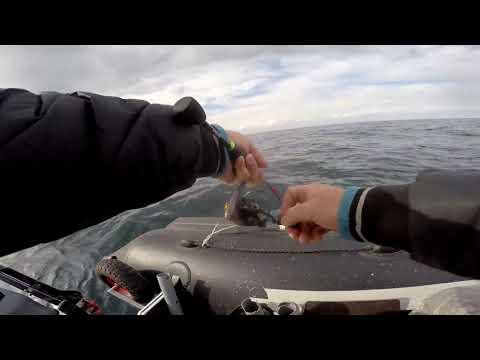 Видео: Как ЛОВИТЬ ЛУФАРЯ на ПИЛЬКЕРА В Чёрном море. В финале  БОНУС-ПЕЛАМИДА!!! СЕВАСТОПОЛЬ 03 11 2020г 1