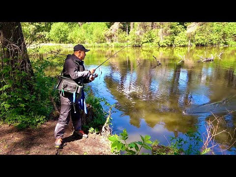 Видео: Это какой то праздник! Щука с каждого заброса! Рыбалка на красивом лесном озере
