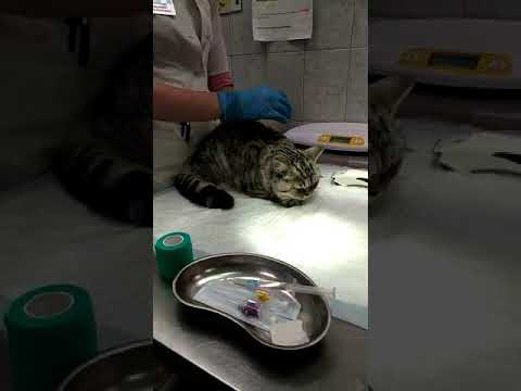 Видео: Катетер внутривенный. Видео техника.