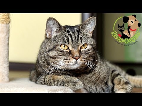 Видео: Как узнать, что кошка беременна? Основные признаки беременности