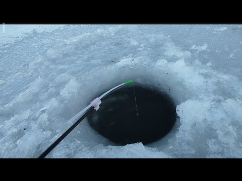 Видео: ВЕЧЕРНЯЯ РЫБАЛКА НА РОТАНОВ ЖАДНЫЕ ПОКЛЁВКИ #fishing #зимняярыбалка #рыбалка #fypシ゚viral #fypp #fyp