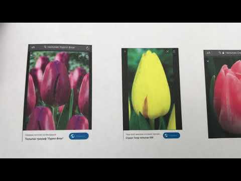 Видео: Добрива і сорта тюльпанів/Вирощування тюльпанів