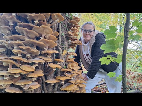 Видео: Собираю новый вид опят🤗
