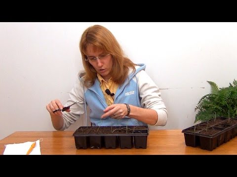 Видео: Лук-порей. Рассада. (ч.3)