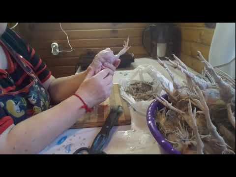 Видео: Убой, ощипывание перепелов, потрошение.