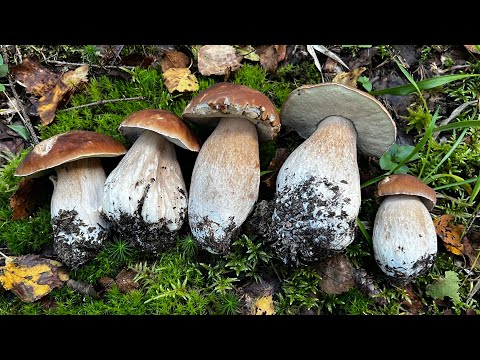 Видео: А БЕЛЫЕ ГРИБЫ ТО ЕЩЁ ЕСТЬ ! Грибы 2024 !