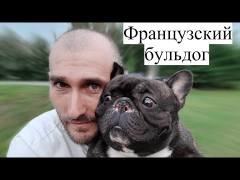 Видео: Французский бульдог. Вся правда о породе на основе личного опыта!!!