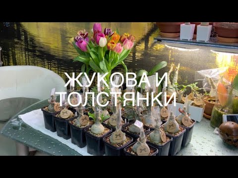 Видео: Прививки Флат, подводим итоги.