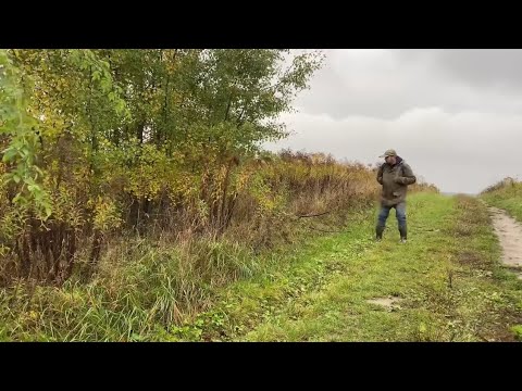 Видео: Рвали Опеньки Двома Руками..це місце змінило хід збору цього дня!!! Гриби 🍄 