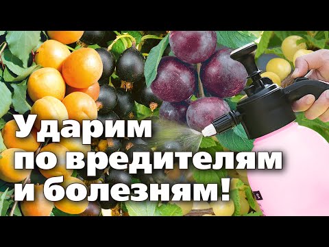Видео: ВАЖНЫЕ ОБРАБОТКИ ОТ НАПАСТЕЙ САДА ЛЕТОМ. Бонус -  Распаковка посылки из интернет магазина
