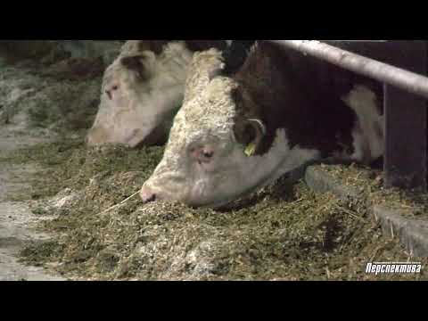 Видео: Как выращивают бычков для производства мраморной говядины в хозяйстве Гродненского района
