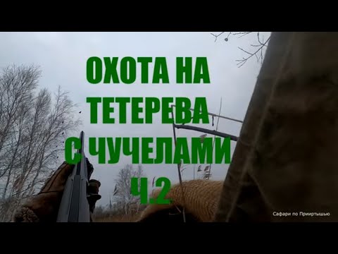 Видео: Охота на тетерева с чучелами ч. 2