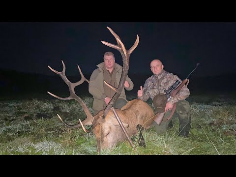 Видео: Охота на благородного оленя с вышки в Беларуси