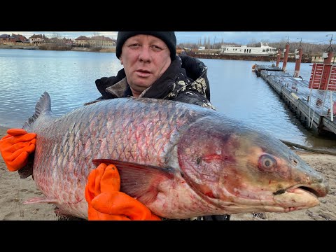 Видео: ШАШЛЫК ИЗ «ДИЧИ»‼️ОГРОМНЫЙ Белый амур на мангале🐟как приготовить рыбу✔️амур на шампурах