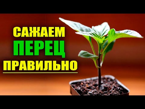 Видео: САЖАЕМ ПЕРЕЦ ПРАВИЛЬНО ПОСЛЕ ПРОРАСТАНИЯ СЕМЯН