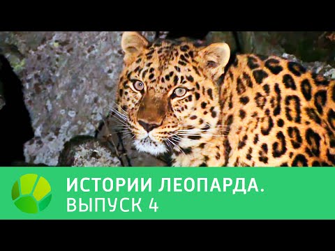 Видео: История леопарда. Выпуск 4 | Живая Планета