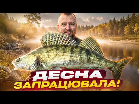 Видео: Це великий секрет, але на Десні клює судак! 