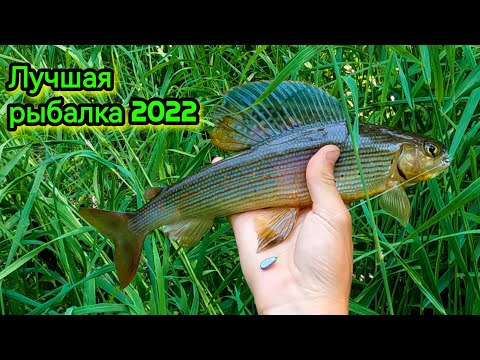 Видео: Лучшая рыбалка на хариуса и ленка 2022. Рыба на каждом забросе!Новое качество видео!