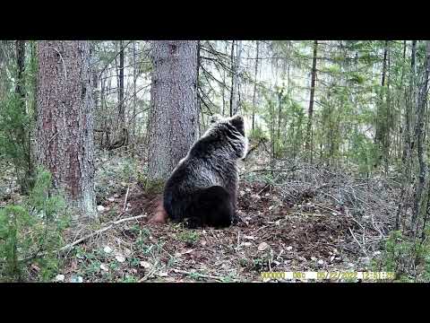 Видео: медведь. фотоловушка