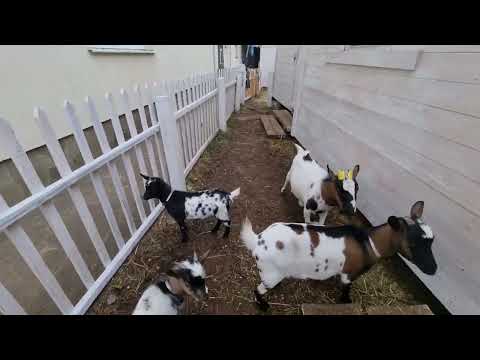 Видео: Очередь на дойку.Пример бабушки-козы