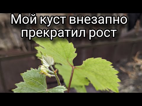 Видео: Устраняю причину остановки роста 😀 #виноград#корни#полив#рост#