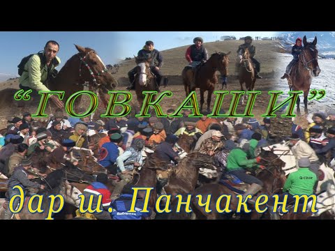 Видео: Бузкашии ш Панчакент охир ба говкаши табдил ёфт. в Зарафшон