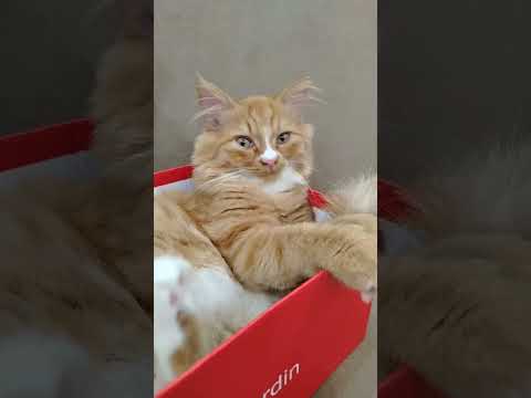 Видео: KITTY_THEO в прямом эфире!