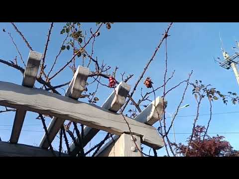 Видео: Обрезка плетистой розы