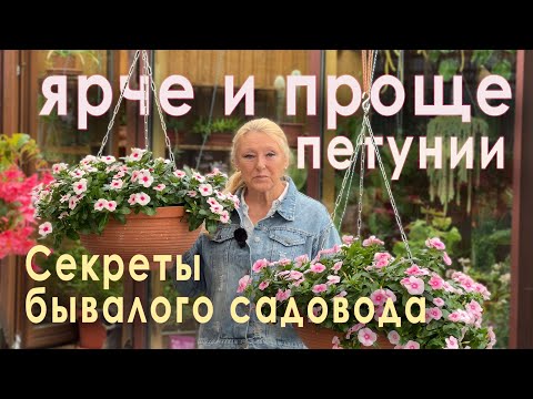 Видео: Идеальный цветок для сада без сложного ухода и проблем. Катарантус, нюансы выращивания.