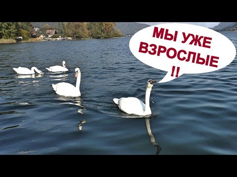 Видео: ЛЕБЕДЯТА ПОВЗРОСЛЕЛИ