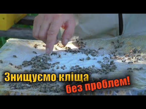 Видео: Бджоли та кліщ Вароа. Звикання кліща до полосок!